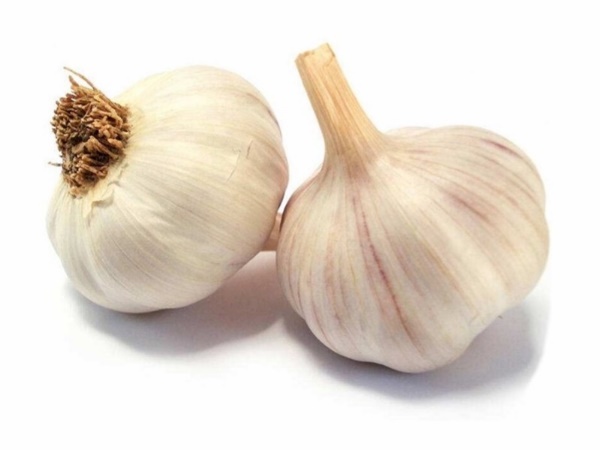 กระเทียม (Garlic) พืชเครื่องเทศ