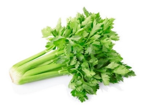 ขึ้นฉ่าย (Chinese Celery) พืชเครื่องเทศ