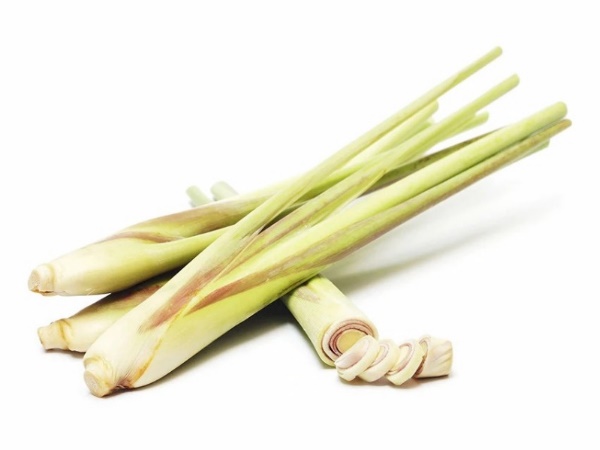 ตะไคร้ (Lemongrass)