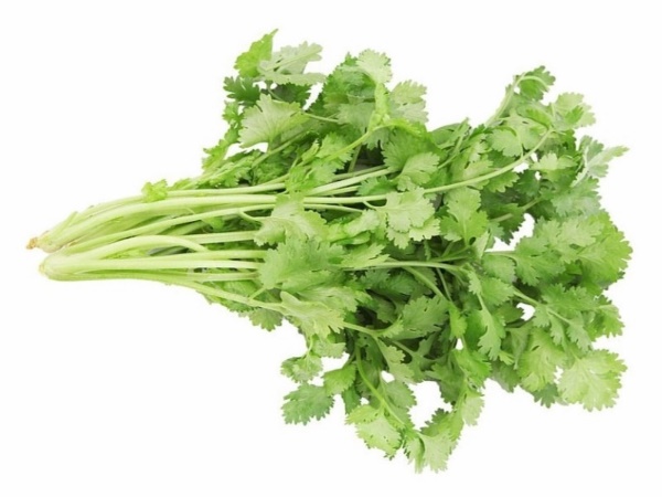 ผักชี (Coriander)