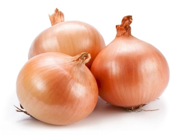 หอมหัวใหญ่ (Onion) พืชเครื่องเทศ - ๑๐๘ พรรณไม้ไทย