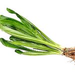 ผักชีฝรั่ง (Culantro)