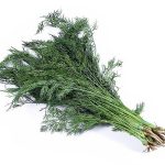 ผักชีลาว (Dill)