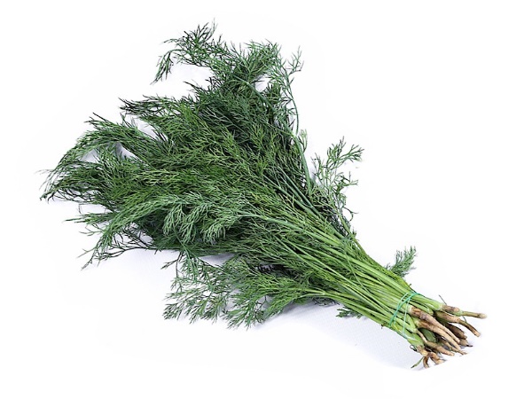 ผักชีลาว (Dill)