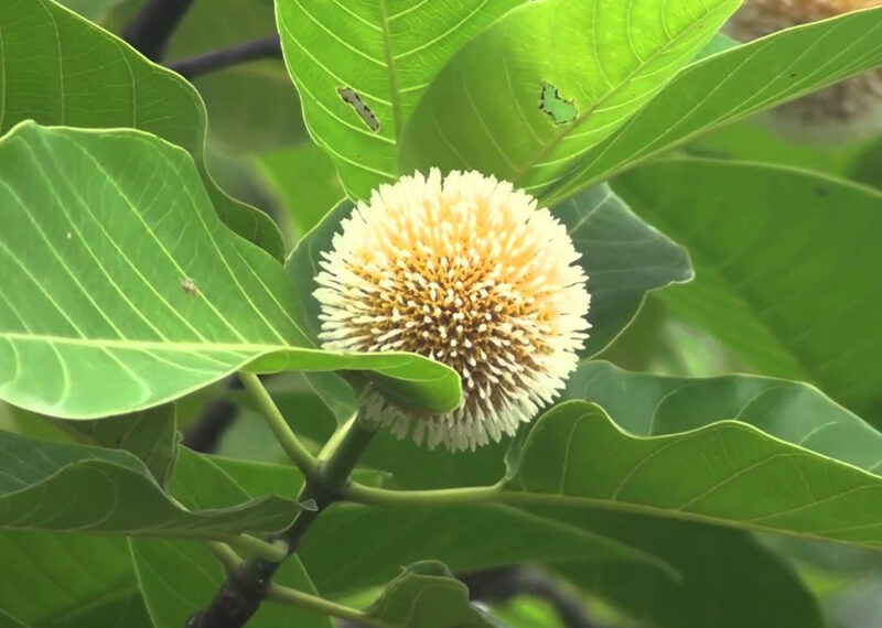 ตะกู
