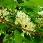 สาธร