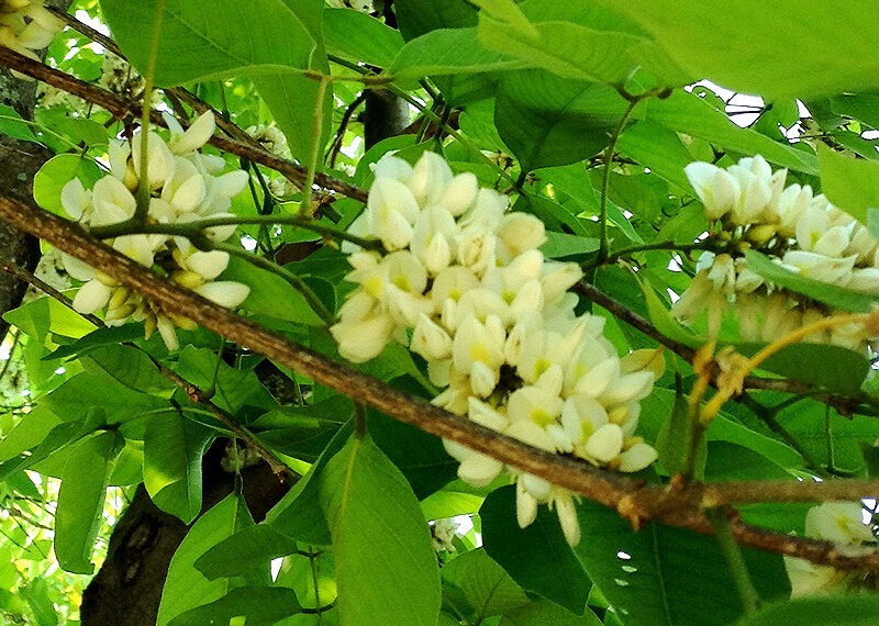 สาธร