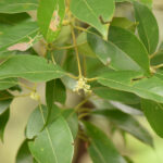 เทพทาโร